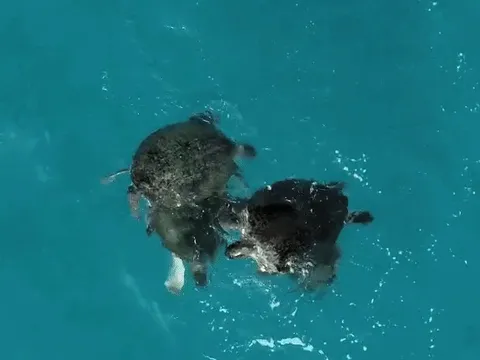 Tôi sững sờ nhìn 4 con rùa quần tụ ở Côn Đảo