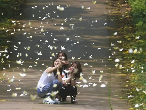 Cúc Phương lại nhộn nhịp mùa 'săn' bướm