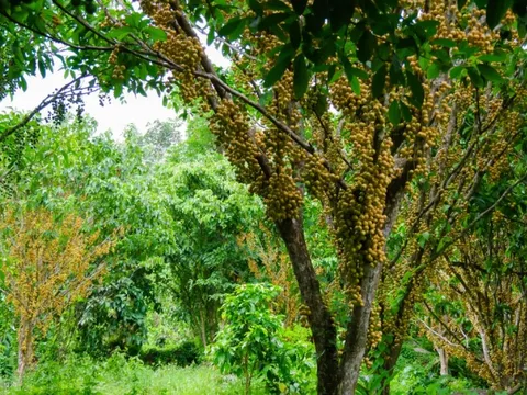 Mùa dâu da trên núi Cấm