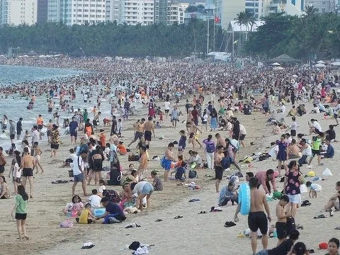 Xuất hiện sứa lửa nguy hiểm ở biển Nha Trang