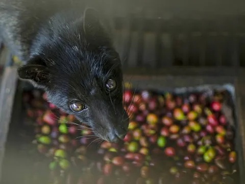 Mặt tối của cà phê chồn