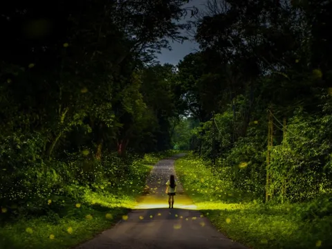 Ngày 'săn' bướm, đêm ngắm đom đóm trong rừng Cúc Phương