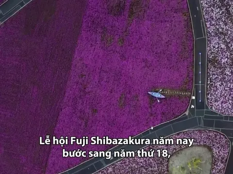 Biển hoa rực rỡ dưới chân núi Phú Sĩ