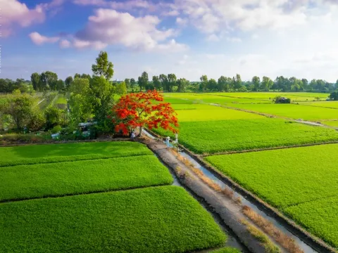 Cây phượng 'cô đơn' nở rộ giữa cánh đồng ven TP HCM