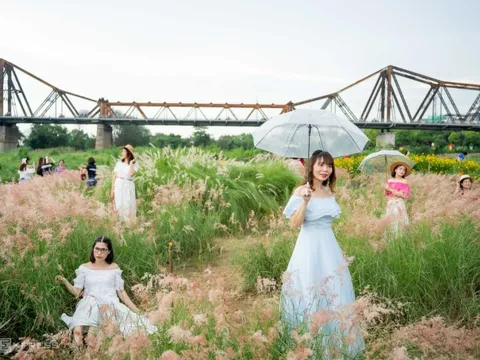 Bãi cỏ hồng hút khách dưới chân cầu Long Biên