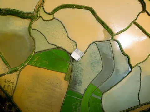 Cảnh xiêu lòng tại Mù Cang Chải mùa nước đổ