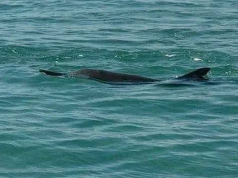 Hàng chục cá heo xuất hiện tại vịnh Nha Trang