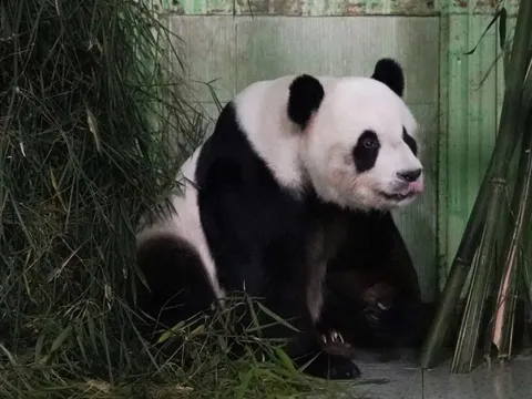 Khoản tiền nuôi 'gấu trúc ngoại giao' gây tranh cãi tại Malaysia