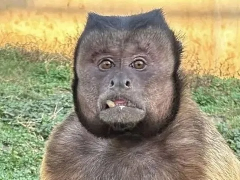 Khỉ mặt vuông nổi tiếng Trung Quốc đã qua đời