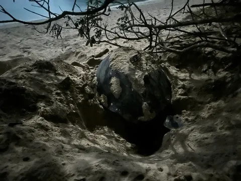 Rùa mẹ từ Philippines đến Côn Đảo đẻ 84 trứng