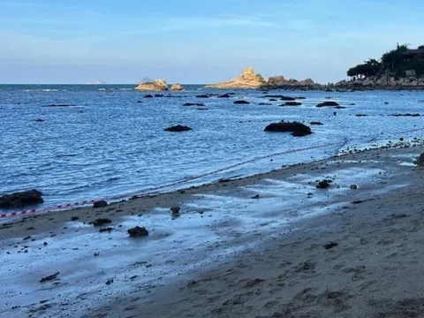 Giăng lưới bảo vệ san hô Nha Trang sau vụ TikToker 'sống ảo'