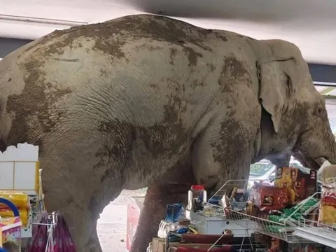 Voi hoang Thái Lan vào cửa hàng ăn vặt