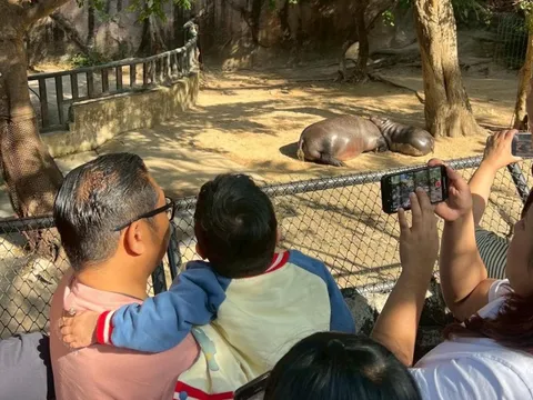 Ước mơ cuối đời của cậu bé bên hà mã lùn Moo Deng