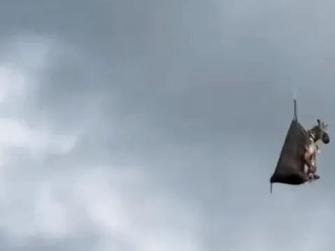 Cảnh giải cứu ngựa vằn trên không thành 'meme' ở Mỹ