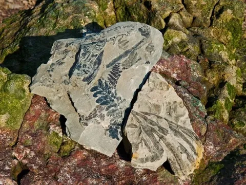 Bãi biển đầy dấu tích khủng long, rết tiền sử tại Canada