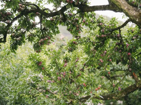 Hái mận ở Mộc Châu