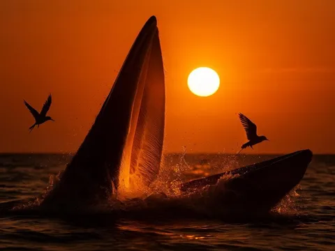 Thực hư ảnh cá voi săn mồi dưới hoàng hôn ở biển Gia Lai