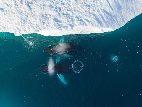 Tôi đến hòn đảo ông Trump muốn mua