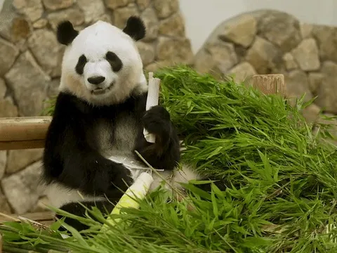 Tỉnh ở Nhật Bản mất 'át chủ bài' du lịch khi gấu trúc rời đi