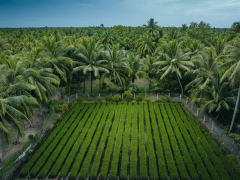 Ảnh gây 'sốt' ở xứ dừa Vĩnh Long