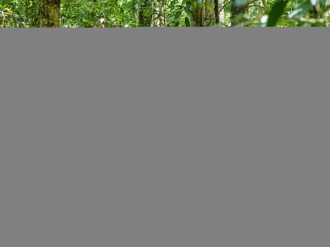 Dân văn phòng tránh nóng hè với tour 'bỏ phố về rừng' trong ngày