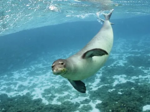 26 kỳ quan của Mỹ ra sao khi ông Trump rút khỏi UNESCO?