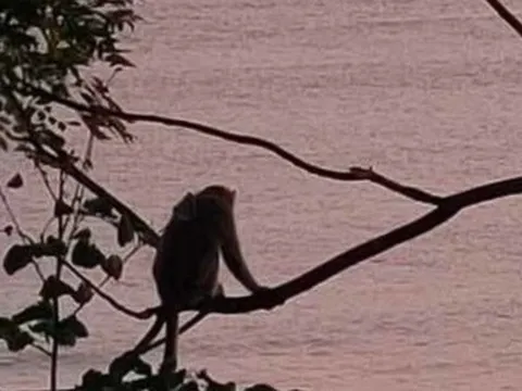 Khỉ mẹ gào rú, ôm con đã chết trên bán đảo Sơn Trà