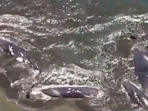 4 cá voi dạt vào bờ biển Nhật Bản sau trận động đất