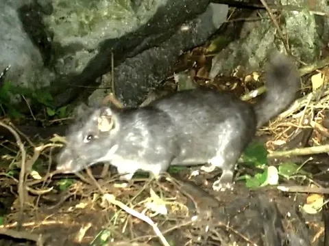 Phát hiện chuột đá nghi tuyệt chủng 11 triệu năm ở Quảng Trị