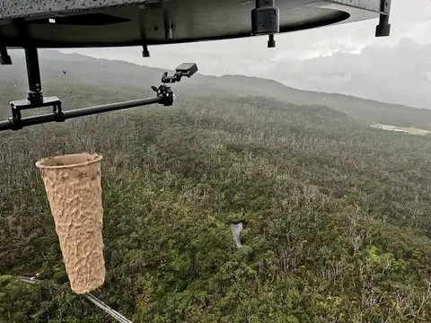 Thả hàng triệu con muỗi xuống Hawaii