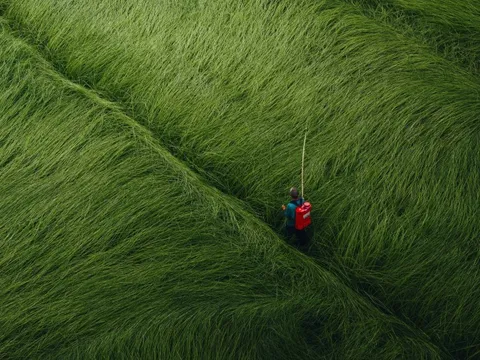 Cỏ lác 'siêu thực' nhìn từ trên cao ở Vĩnh Long
