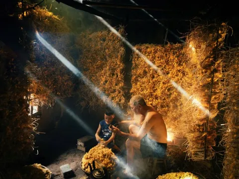 Mùa tằm nhả tơ gây sửng sốt ở Hưng Yên