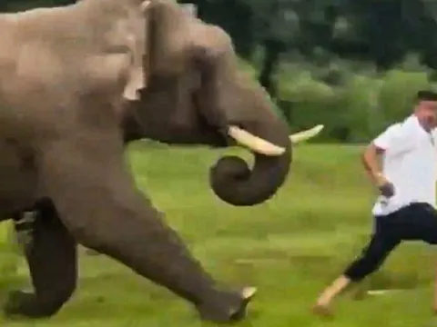 Suýt chết khi chụp ảnh cùng voi ở Ấn Độ