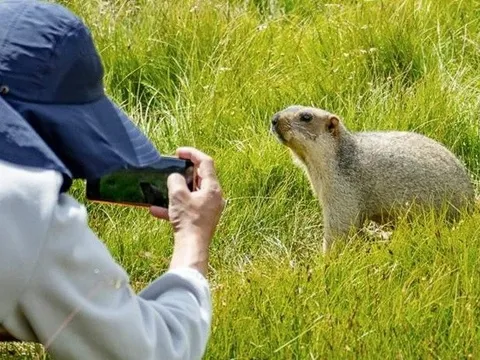 Cả làng ở Tứ Xuyên đào bới đất tìm chìa khóa ôtô bị chuột chũi lấy cắp