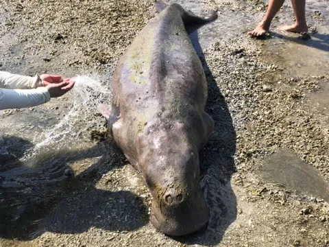 Bò biển Dugong chết trôi dạt vào bờ Côn Đảo