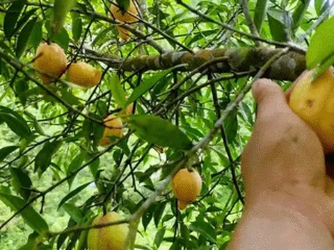 Loại quả mọc dại ở Hải Phòng được ví như măng cụt rừng, ngon 'ứa nước miếng'