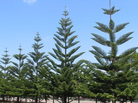 Tiếng Việt giàu đẹp: Hũ mắm treo đầu giàn