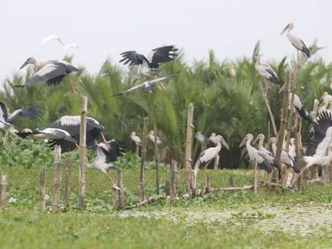 Yên ả sông Đầm