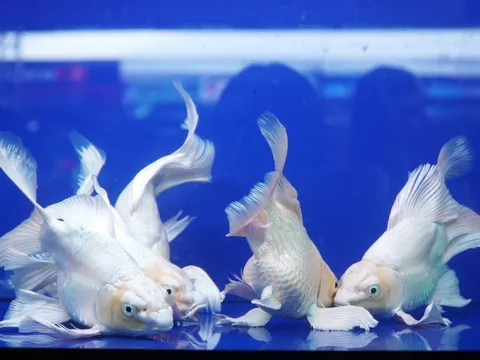 VIDEO: Sinh vật cảnh “đẹp, độc, lạ” đang trưng bày tại TP HCM