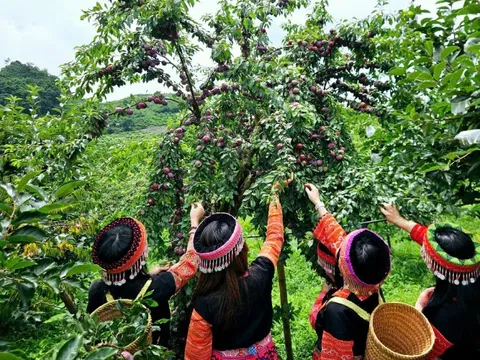 Ngẩn ngơ trước rừng mận chín đỏ ở Mộc Châu