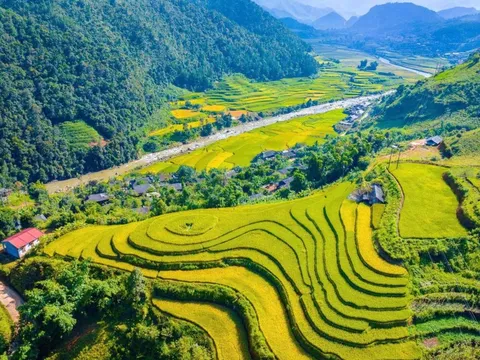 Mùa vàng 'không thể rời mắt' ở Sơn La