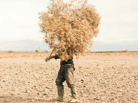 Ốc đảo Morocco 'hấp hối'