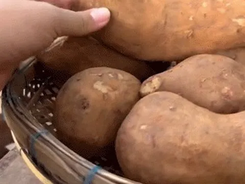 Đặc sản 'dưới lòng đất' có từ Nam ra Bắc, ăn ngọt ngon, tốt cho sức khỏe