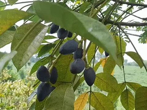 Đặc sản được ví như 'vàng đen' ở miền Bắc, ăn bở bùi, nấu món gì cũng ngon