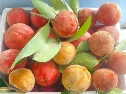 Đặc sản màu đỏ rực ở miền Tây, hiếm thấy ngoài Bắc, giá cao vẫn hút khách