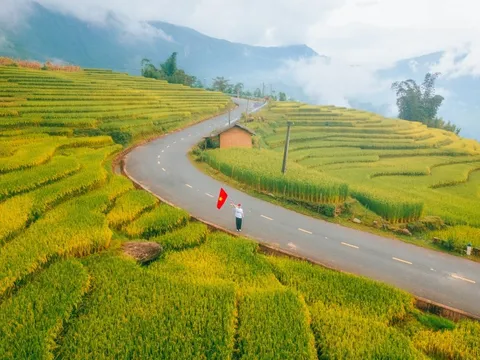 Sắc vàng gây choáng ngợp tại Sa Pa, Y Tý mùa lúa chín