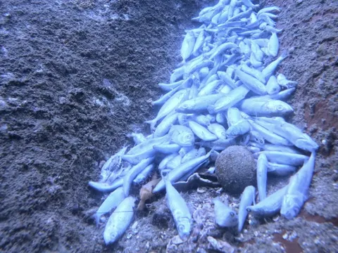 Vụ san hô gãy, cá chết la liệt ở Khánh Hòa: Đoàn công tác nói gì?