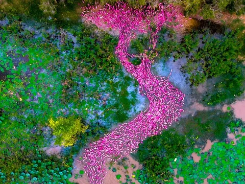 Thực hư bộ ảnh vịt hồng như AI ở An Giang