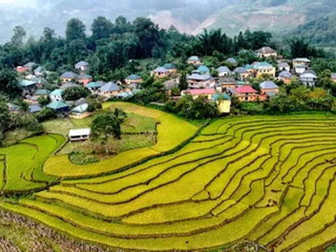 Ngắm ruộng bậc thang vàng óng, đẹp mơ màng giữa đại ngàn Tây Bắc