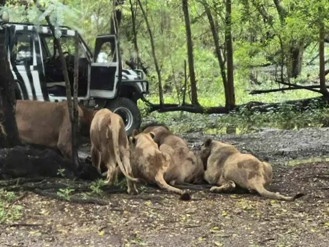 Nhân viên sở thú Thái Lan bị đàn sư tử cắn xé trước mặt du khách